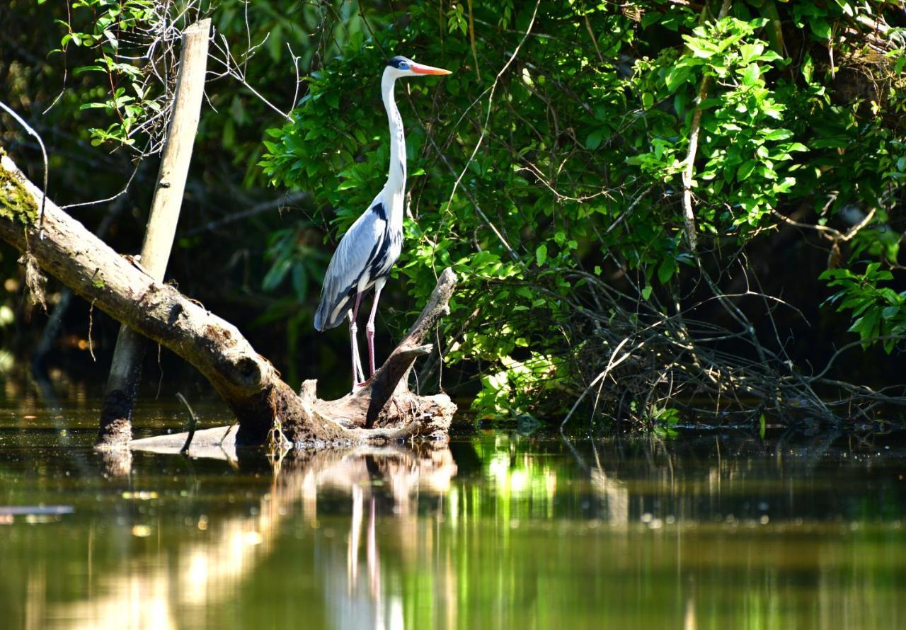 Chalé Privativo à beira do rio Jaguareguava na Mata Atlântica em Bertioga SP Exterior foto